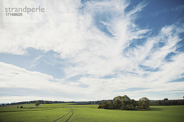 Green crops in agricultural field against sky