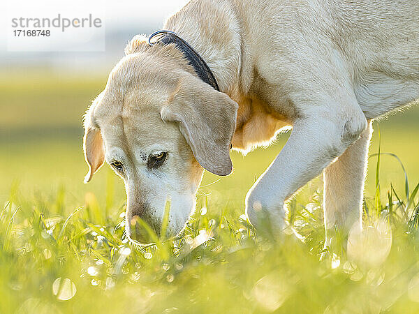 Labrador Retriever on meadow in meadow