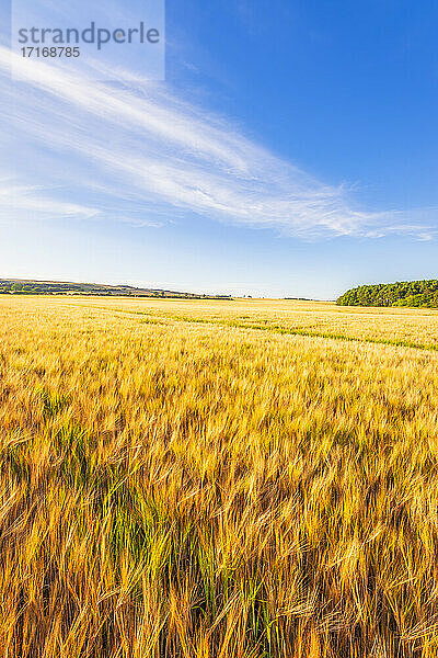 UK  Schottland  East Lothian  Gerstenfeld (Hordeum vulgare)