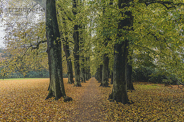 Deutschland  Hamburg  Blankenese  Lindenallee im Herbst Hirschpark