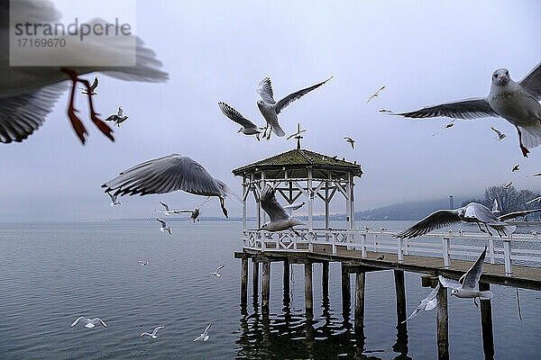 Austria  Vorarlberg  Bregenz  Seagulls flying over Lake Constance
