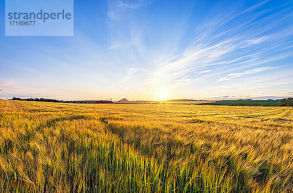 UK  Schottland  East Lothian  Gerstenfeld (Hordeum vulgare)