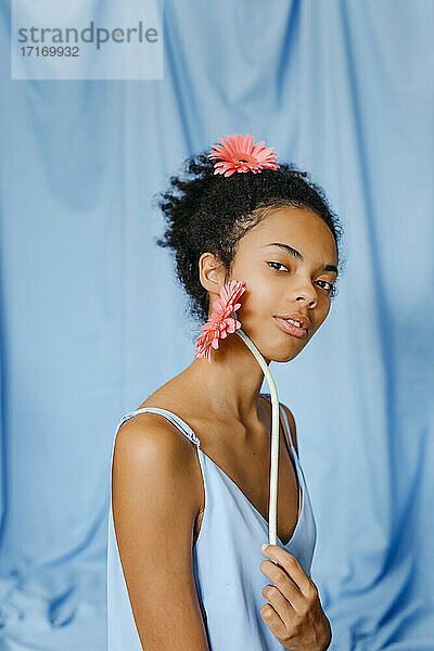 Schöne Frau berührt Gerbera-Gänseblümchen auf Wange gegen blauen Vorhang