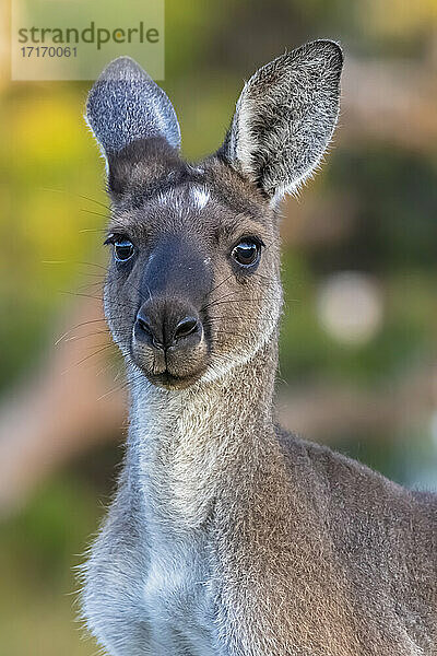 Australien  Westaustralien  Windy Harbour  Nahaufnahme eines roten Kängurus (Macropus rufus)