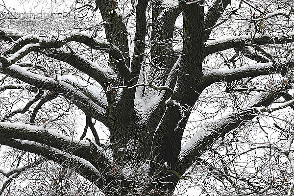 Zweige eines kahlen Baumes im Winter