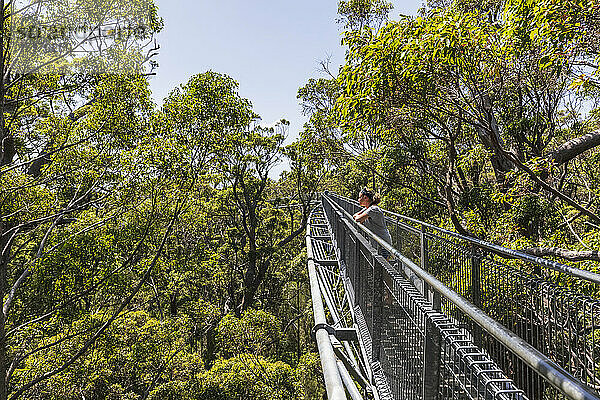 Touristin bewundert die Aussicht von einem Baumwipfelpfad  der sich zwischen den roten Tingle-Bäumen (Eucalyptus jacksonii) erstreckt  die im Walpole-Nornalup-Nationalpark wachsen