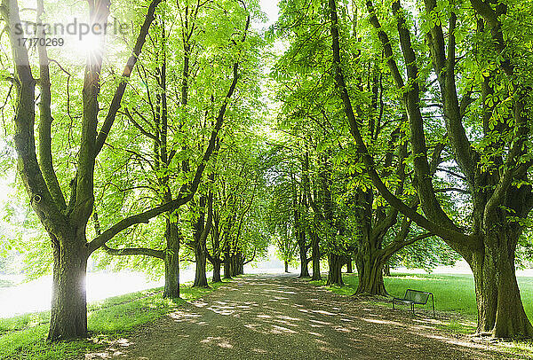 Deutschland  Nordrhein-Westfalen  Köln  Die Sonne scheint über einen mit Bäumen gesäumten Fußweg in einem frühlingshaften Park