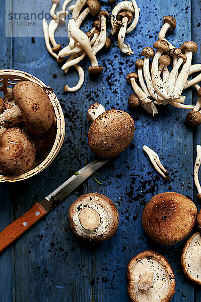 Kitchen knife and freshly picked mushrooms lying on blue wooden surface