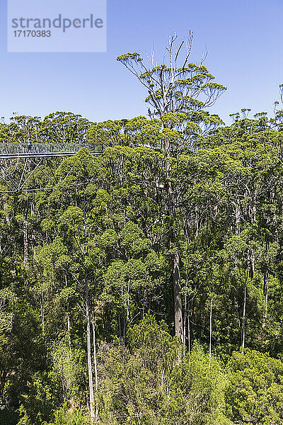 Baumkronenpfad zwischen roten Tingle-Bäumen (Eucalyptus jacksonii) im Walpole-Nornalup-Nationalpark