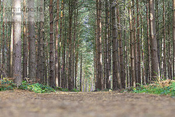 Oberflächenniveau einer unbefestigten Straße inmitten von Bäumen im Wald  Cannock Chase  UK
