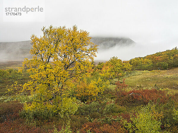 Green landscape against cloudy sky during autumn at Jamtland  Sweden