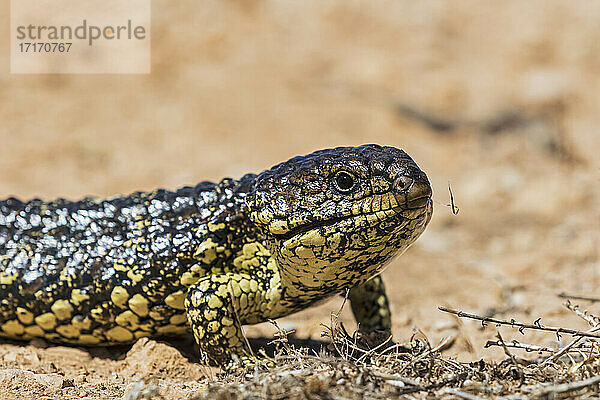 Porträt des Blauzungenskinks (Tiliqua rugosa)