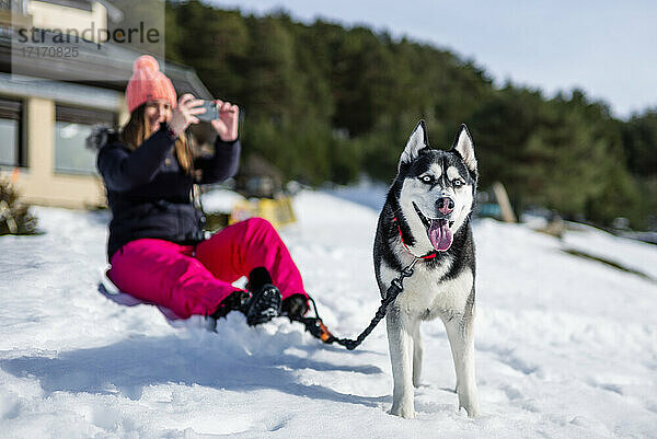Woman photographing through mobile phone while sitting by Siberian Husky on snow covered field during winter
