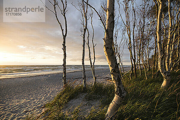 Deutschland  Darss  Weststrand Sandstrand mit Bäumen bei Sonnenuntergang