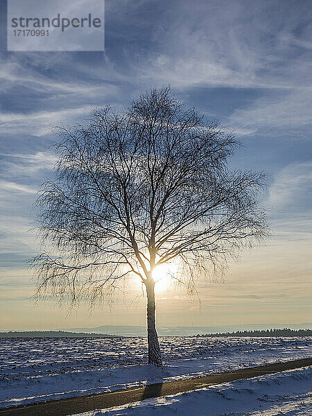 Single tree on snow covered land against sky