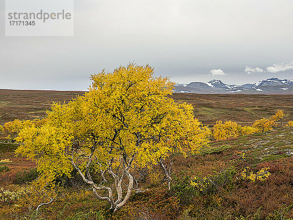 Scenic view of autumn tree in field against mountains at Jamtland  Sweden