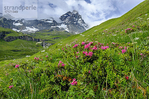 Alpenroses (Rhododendron ferrugineum) blooming in Aosta Valley with Matterhorn in background