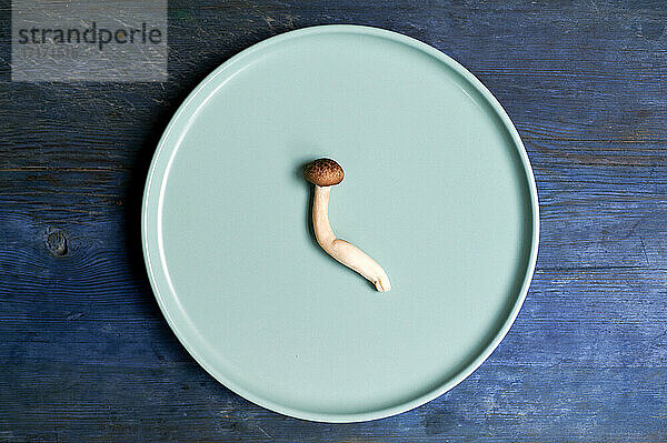 Plate with single Cyclocybe aegerita mushroom