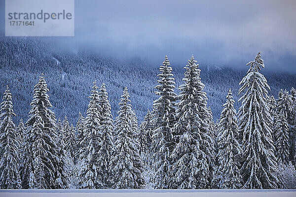 Tannenwald im Winter mit Schnee bedeckt