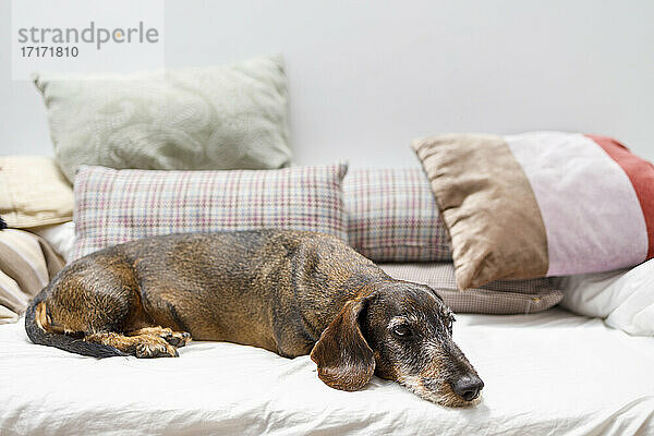Dachshund dog relaxing on bed against wall at home