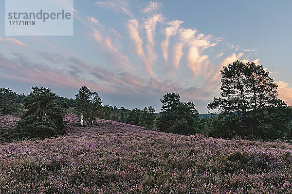 Deutschland  Hamburg  Fischbeker Heide Heideblüte bei Sonnenaufgang