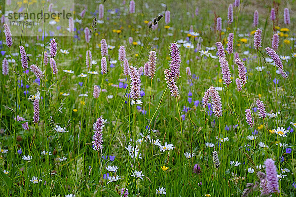 Snakeroots (Bistorta officinalis) blooming in alpine meadow