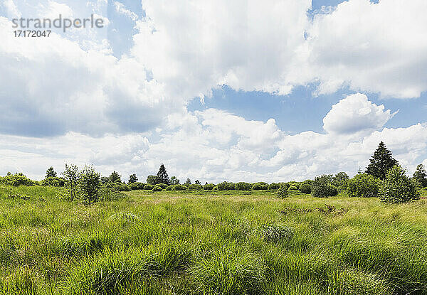 Green landscapein High Fens Nature Park against cloudy sky