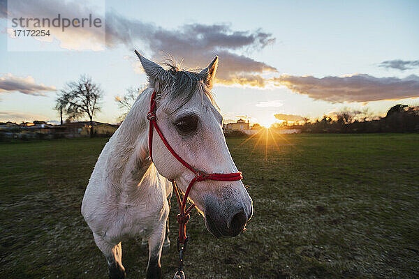 Horse wearing bridle looking away while standing in ranch during sunset