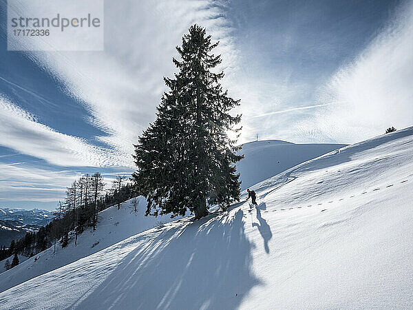 Man skiing by tree on Karkopf  Lattengeburge  Berchtesgadenerland  Germany