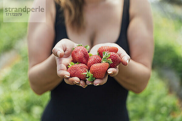 Bäuerin hält frische reife Erdbeeren in den Händen