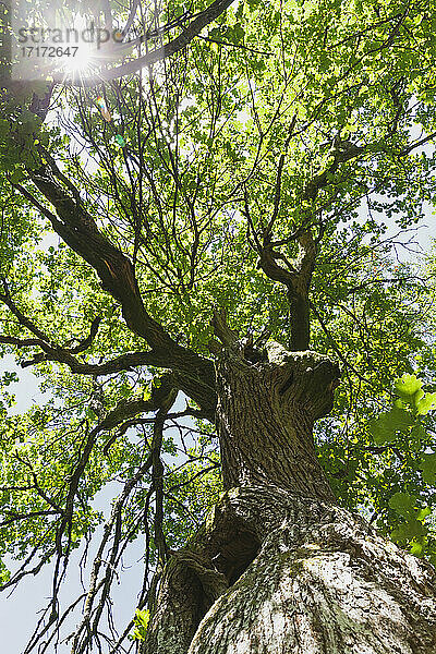 Oak tree in High Fens Nature Park