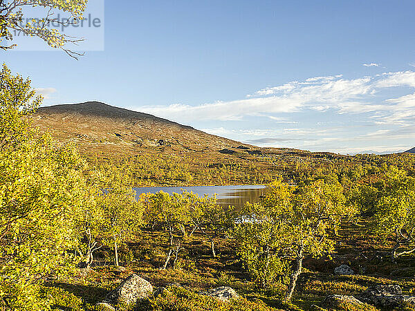 Birch tree forest by lake against mountain at Jamtland  Sweden