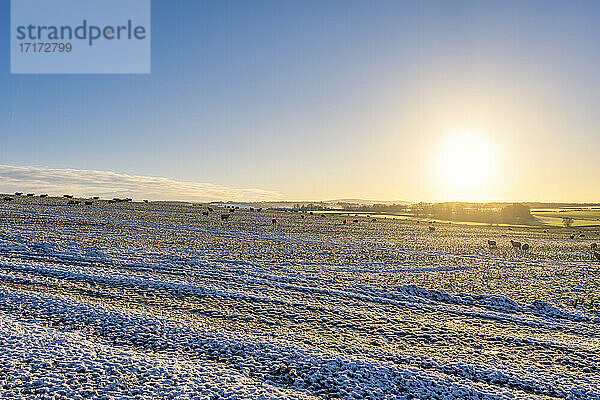 UK  Schottland  East Lothian  Wintersonnenaufgang über einem landwirtschaftlichen Feld mit Schafen (Ovis aries)