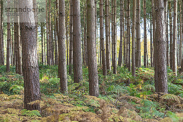 Bäume und Pflanzen im Wald von Cannock Chase  UK