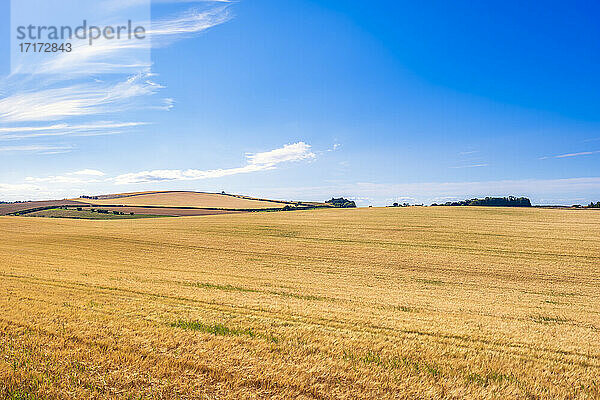 UK  Schottland  East Lothian  Gerstenfeld (Hordeum vulgare)