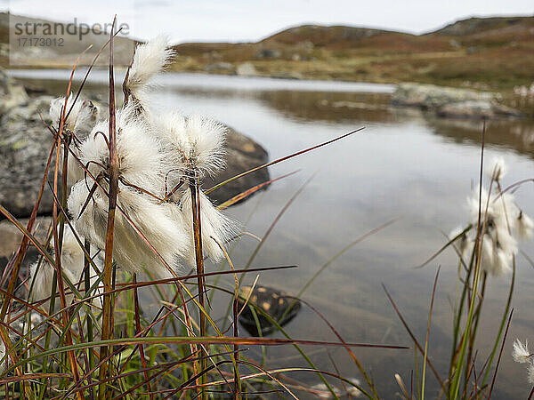 Cotton grass filed by pond at Sweden