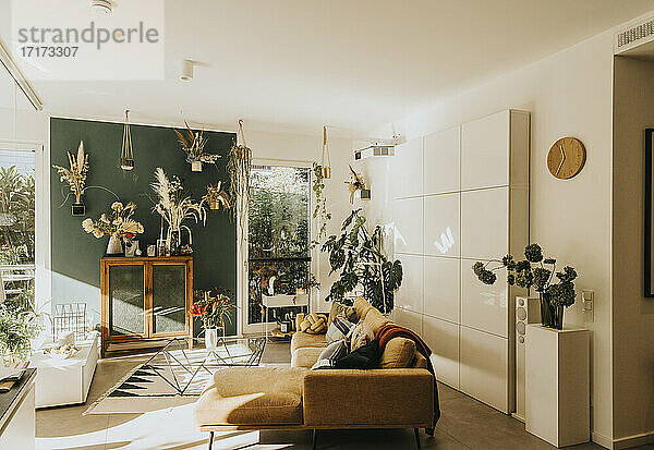 Modern living room with potted plants and flowers