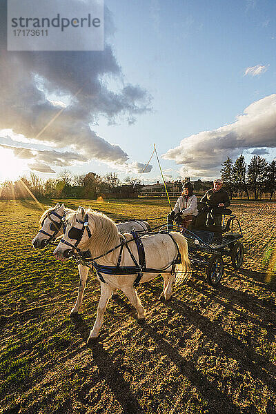 Ranchers sitting behind in carriage while training horse on ranch