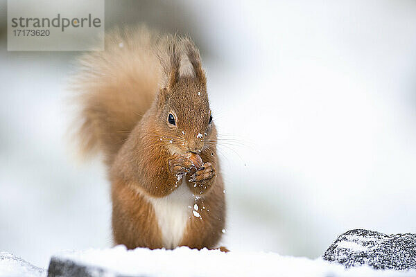 Rotes Eichhörnchen  das im Schnee sitzend eine Haselnuss frisst  Schottland