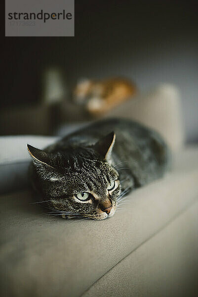 Nahaufnahme einer getigerten Katze  die sich auf dem Sofa im Wohnzimmer ausruht