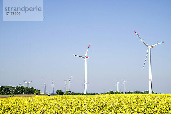 Weites Rapsfeld im Sommer mit Windpark im Hintergrund