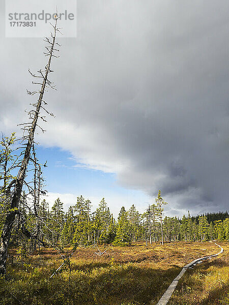 Storm clouds over pathway between forest at Sweden