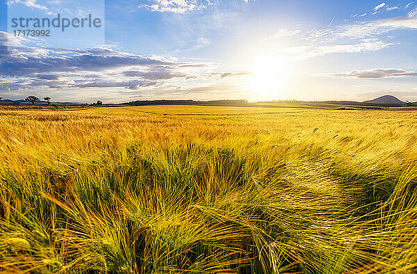 UK  Schottland  East Lothian  Gerstenfeld (Hordeum vulgare)