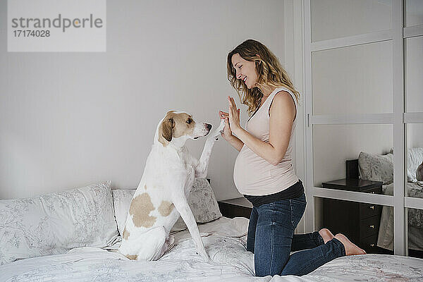 Hund gibt einer schwangeren Frau auf dem Bett zu Hause ein High-Five