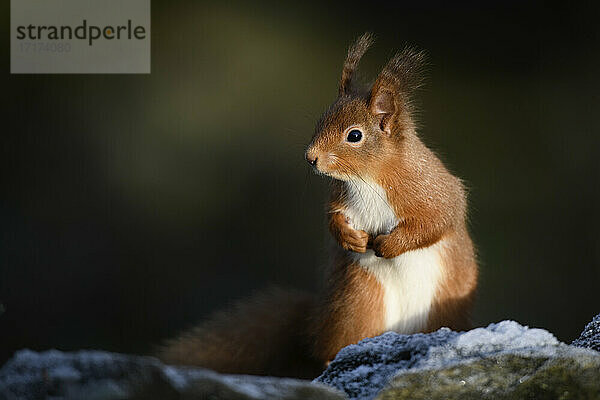 Rotes Eichhörnchen  das an einem sonnigen Tag auf einem Ast sitzt und wegschaut