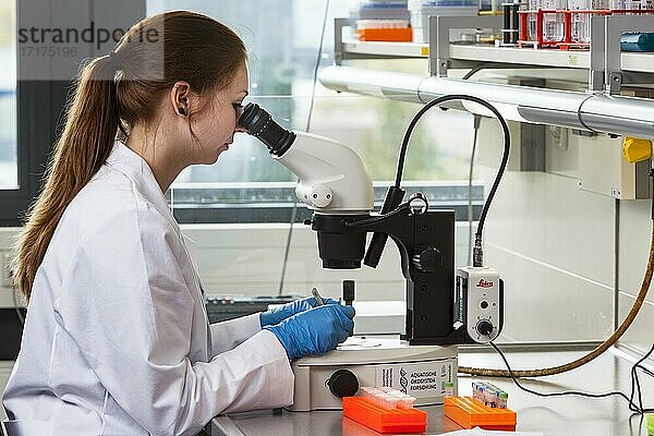 Biologiestudentin am Mikroskop an der Fakultät Biologie in der Universität Duisburg-Essen während der Forschungsarbeit  Essen  Nordrhein-Westfalen  Deutschland  Europa