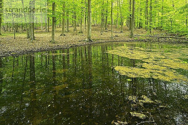 Unberührter Wald mit Tümpel im Frühling  Grumsiner Forst  UNESCO Welterbe Buchenwald Grumsin  Brandenburg  Deutschland  Europa