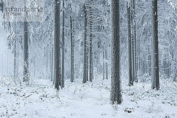 Fichtenwald im Winter mit Schnee  Raureif und Nebel  Großer Waldstein  Fichtelgebirge  Oberfranken  Franken  Bayern  Deutschland  Europa