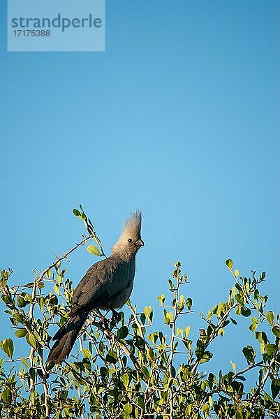 Grauer Lärmvogel (Corythaixoides concolor)  sitzt auf Busch  Botswana  Afrika