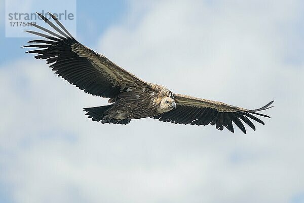 Gänsegeier (Gyps fulvus)  im Flug  Kreta  Griechenland  Europa